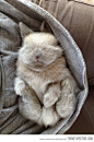 Sleepy baby bunny