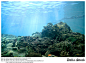 Sea World: Dolphin Cove.2 by Della-Stock