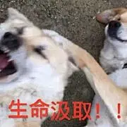 请问有没有类似的糊头表情包[憧憬] 来自秋田六千 - 微博