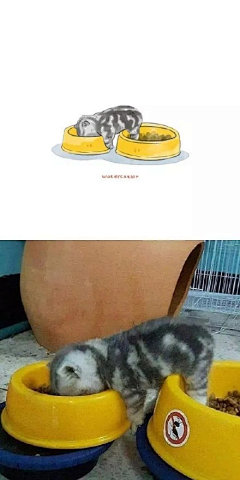 混子南木采集到猫咪