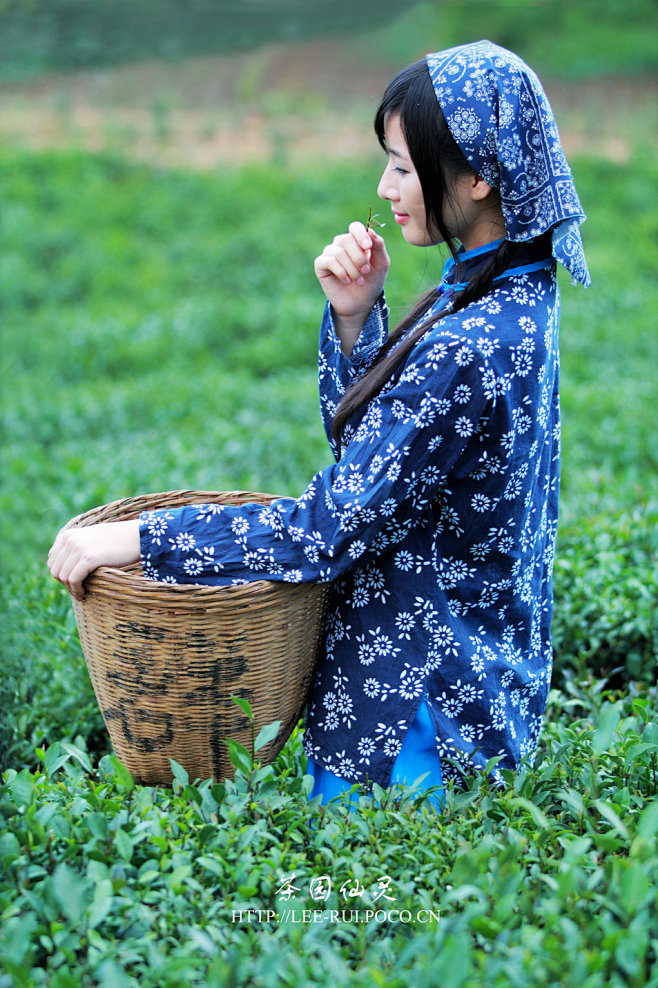 采茶姑娘摄影图片惠州茶园人像摄影太平洋电脑网摄影部落