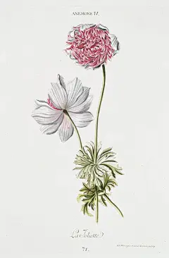 【花卉绘本系列图集下载】创意叶子草本花卉绘画/抽象植物绘画临摹作品/水彩iPad手绘作品