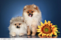 两只可爱小狗图片素材，蓝色背景下站立的伸着舌头的小狗们和向日葵高清图片