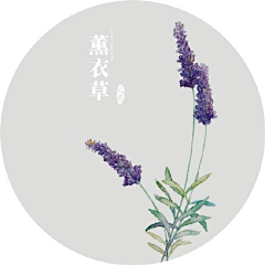 三辻茜-采集到摄影