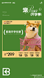 宠物