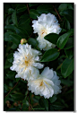  植物/花卉 赛牡丹--白牡丹茶