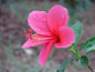 Wet Pink Hibiscus! by Darshan Trivedi (India) on 500px