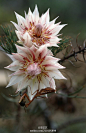 新娘花（Serruria florida），此花为山龙眼科，原产于南非。植株高约0.8－1.5米，半高宽，叶纤细、多裂，花白色和浅粉红，花期七月至十月哦。