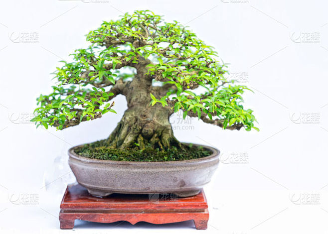 盆景,植物,白色背景,过时的,分离着色,...