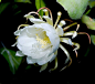 昙花一现