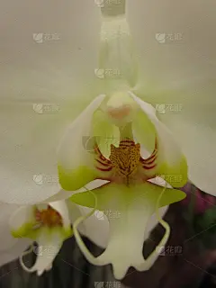 璀璨兰花2020