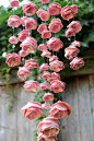 DIY.. Rose Mobile Using Pink (Easy as D-I-Y: 3D Paper Flower Mobile Tutorial) by Little Treasires: