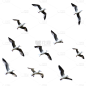 动物系列写实一群鸟