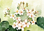清明：一候桐花
作品：二十四番花信风  @北坤人素材