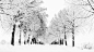 ID-929651-冬季道路-被雪覆盖的树林路高清大图