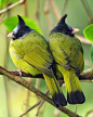 Crested Finchbills