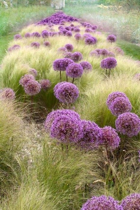 alliums and grass: 