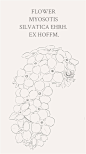 勿忘草（学名：Myosotis silvatica Ehrh. ex Hoffm.）花语：永恒的爱，浓情厚谊，永不变的心，永远的回忆。寓意：“请不要忘记我真诚的爱”或代表“请想念我，忠贞的希望一切都还没有晚，我会再次归来给你幸福”