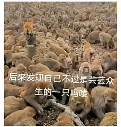 吗喽表情包 ｜做一只安静的大美喽 - 小红书