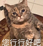 可爱小猫表情包 : ——————————————————发表情啦——————————————————————发送“美团”、“饿了