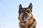 德国牧羊犬,狗,水平画幅,可爱的,快乐,警官,勇气,爪子,动物身体部位,羊毛