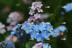 勿忘我 花卉 自然 夏天 花卉背景 盛开 花壁纸 蓝花 勿忘我