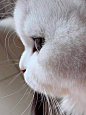 Follow for kittens on X