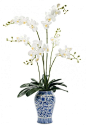NDI Orchid Phalaenopsis: 