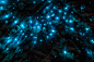 在500px的照片新西兰萤火虫由费边海老