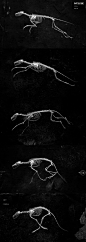 fox skeleton animation
