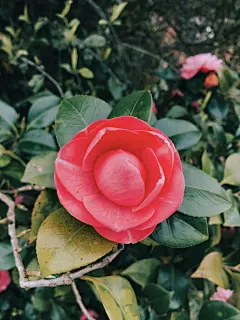 玫瑰花高清摄影素材