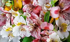 插花贺卡的框架。木制背景上有天然星形花的横幅。文字框架与星形花。平躺，俯视图。