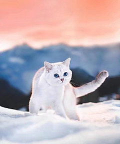 镶梨琼采集到猫猫