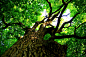 橡树橡子和老树的根叶高清摄影图片,树是具有木质树干及树枝的植物，可存活多年。一般将乔木称为树，主干，植株一，分枝距离地面较高，可以形成树冠。树有很多种。-macw图库素材