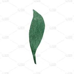 可爱的手绘森林树叶在树枝上。水彩插画叶子为婚礼装饰和安排。