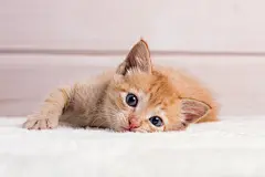点击来源直接获取大图文件 |little red kitten lying on a white wooden background