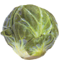lettuce-02
