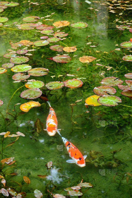 鲤鱼,锦鲤,垂直画幅,水,美,水生植物,...