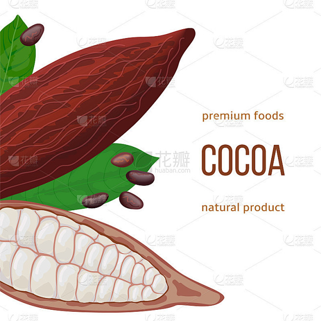 完整和破碎的成熟可可荚果，豆类，叶片与文本天然食品的优质产品。垂直的标签。