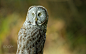 乌林鸮 Strix nebulosa 鸮形目 鸱鸮科 林鸮属
The Great Grey Owl by Jeffrey Schwartz, Backyard-Photography.com  on 500px