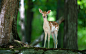 cute-deer-in-the-forest--2560x1600