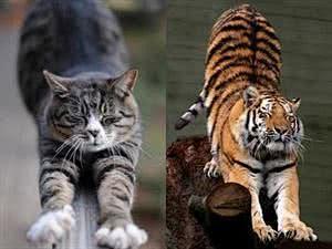 当猫和老虎相遇时，猫会受伤吗？老虎会伤害...