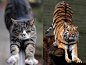 当猫和老虎相遇时，猫会受伤吗？老虎会伤害猫主子吗？