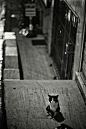 伊斯坦布尔的猫 - Arting365 | 中国创意产业第一门户]