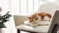 _ 花花与三猫CatLive _ 哔哩哔哩相簿