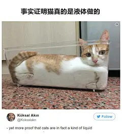 新一波猫片，吸完据说能净化你的灵魂，心甘情愿把心交给猫主子们 ​​​​