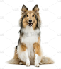 喜乐蒂牧羊犬,白色背景,狗,垂直画幅,正面视角,褐色,注视镜头,无人,哺乳纲,白色