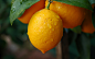 General 1920x1200 plants lemons fruit food closeup leaves