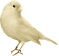 鸟  (1)