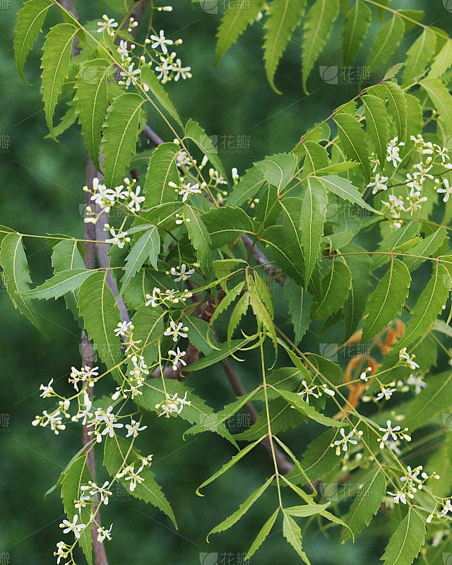 印楝(Azadirachta indica)，俗称印楝(neem)、尼姆树(nimtree)或印度丁